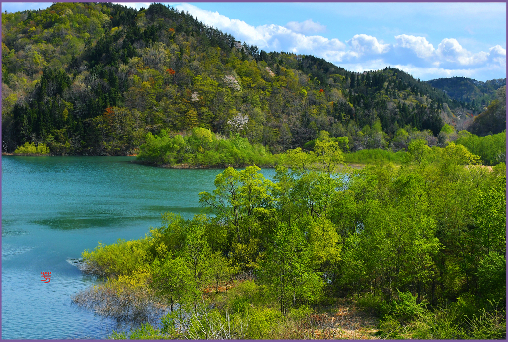 ダム湖の若葉