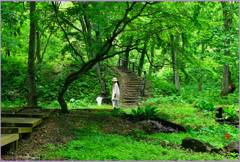 新緑の森　1