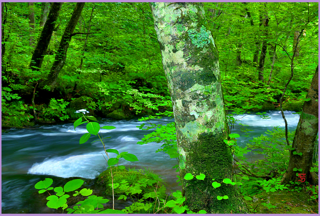 奥入瀬のブナ樹