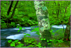 奥入瀬のブナ樹