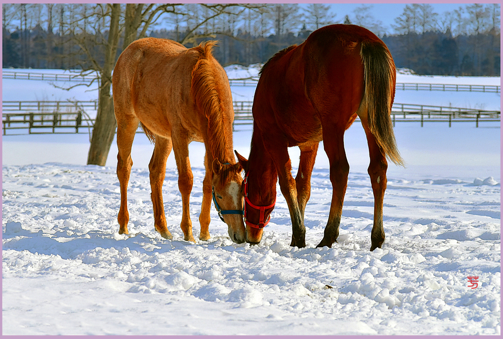 「2019 まきば斜陽Ⅱ」