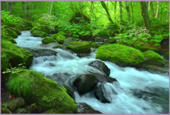 奥入瀬「万緑.本石ヶ戸の流れ」