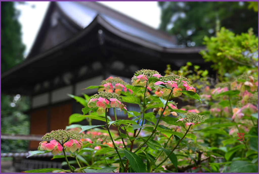 「紫陽花.挽歌」