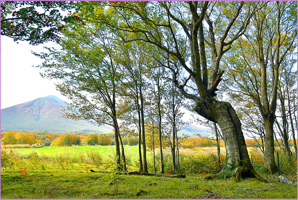 ブナ林紅葉 南八甲田山