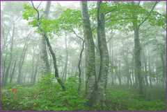 霧のブナ林　