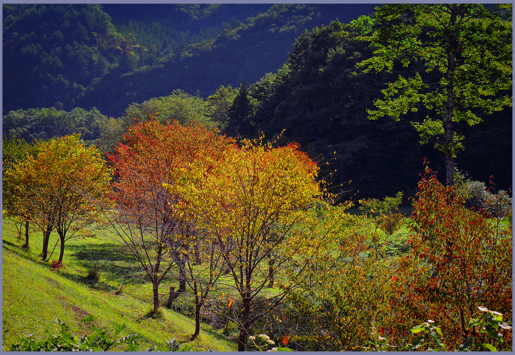 「山桜秋彩」