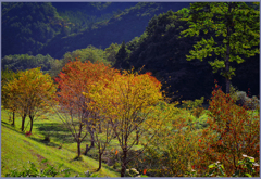 「山桜秋彩」