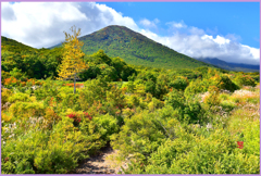 八甲田山.雛岳初秋　2