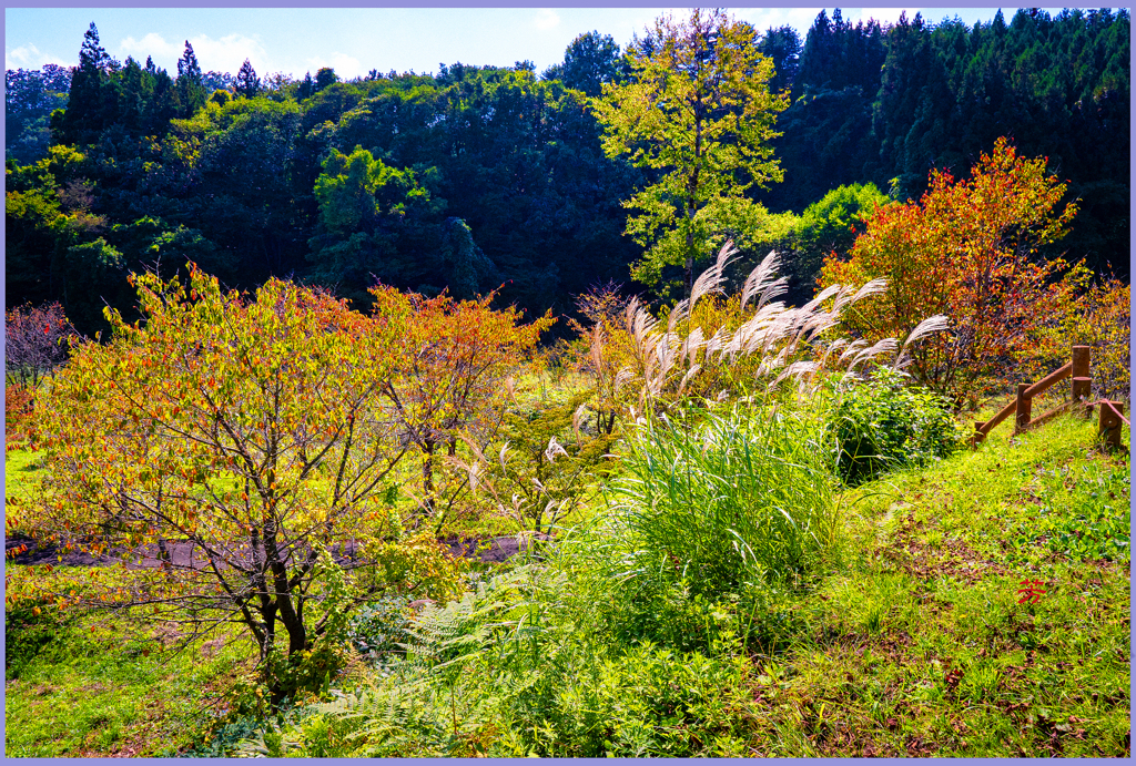 「山桜秋彩3」