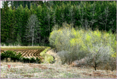 　北国の春 「初萌黄」