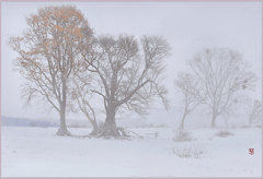 八甲田山.湯の平高原 3