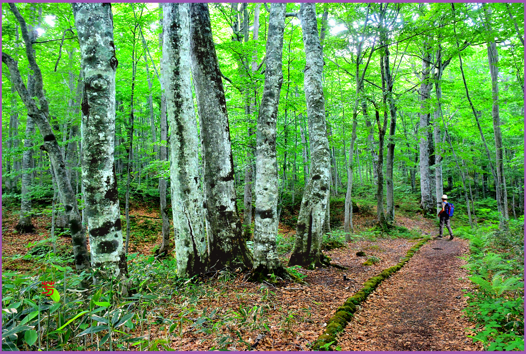 若葉のブナ小路 Ⅰ
