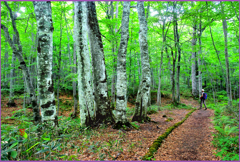 若葉のブナ小路 Ⅰ