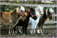 「2019まきば4兄弟姉妹」