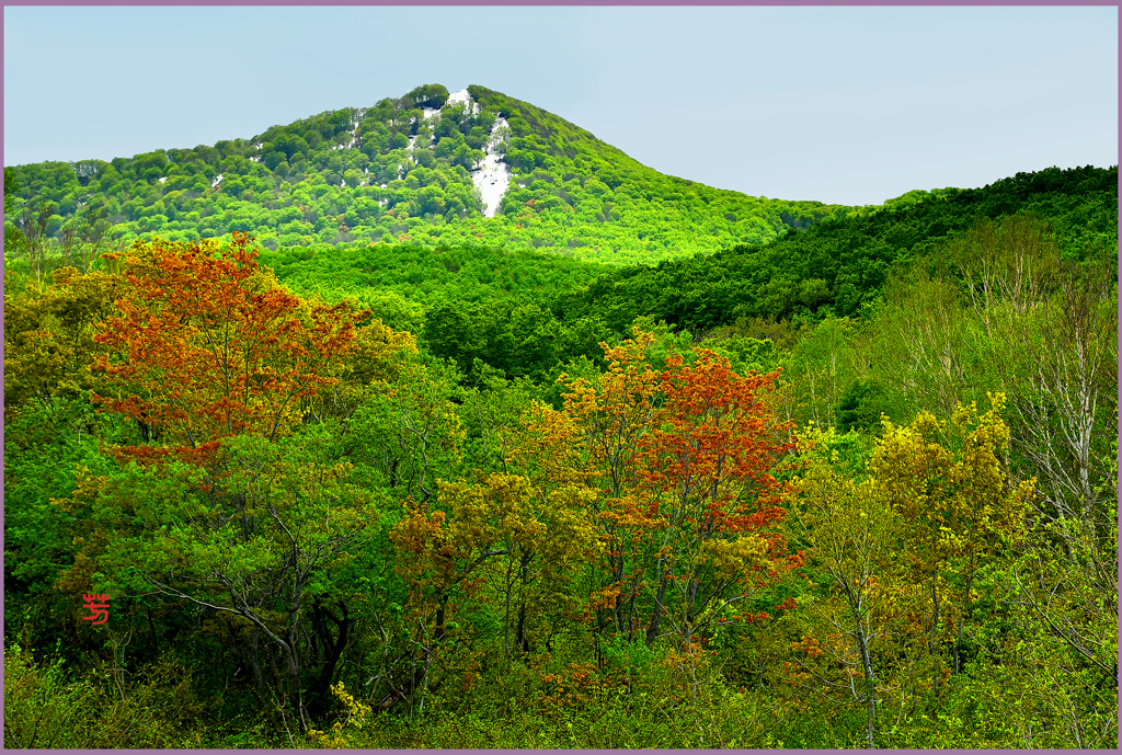 八甲田山　残雪と春紅葉