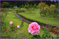 七戸「東八甲田ローズカントリー」10