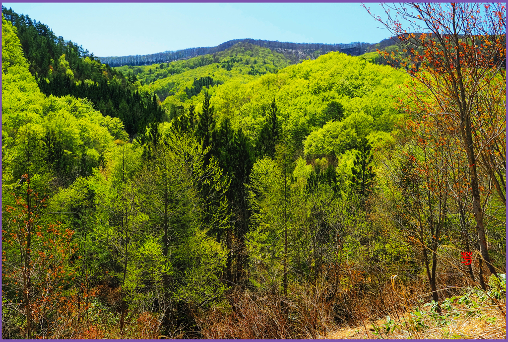 「若葉萌ゆる Ⅱ」