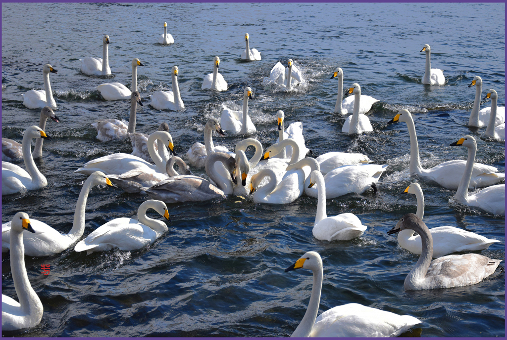 「食パン.争奪線」 