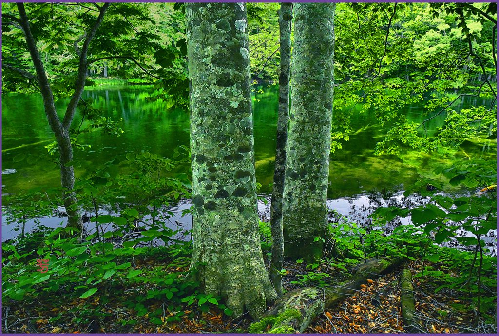 「新緑の菅沼 5」