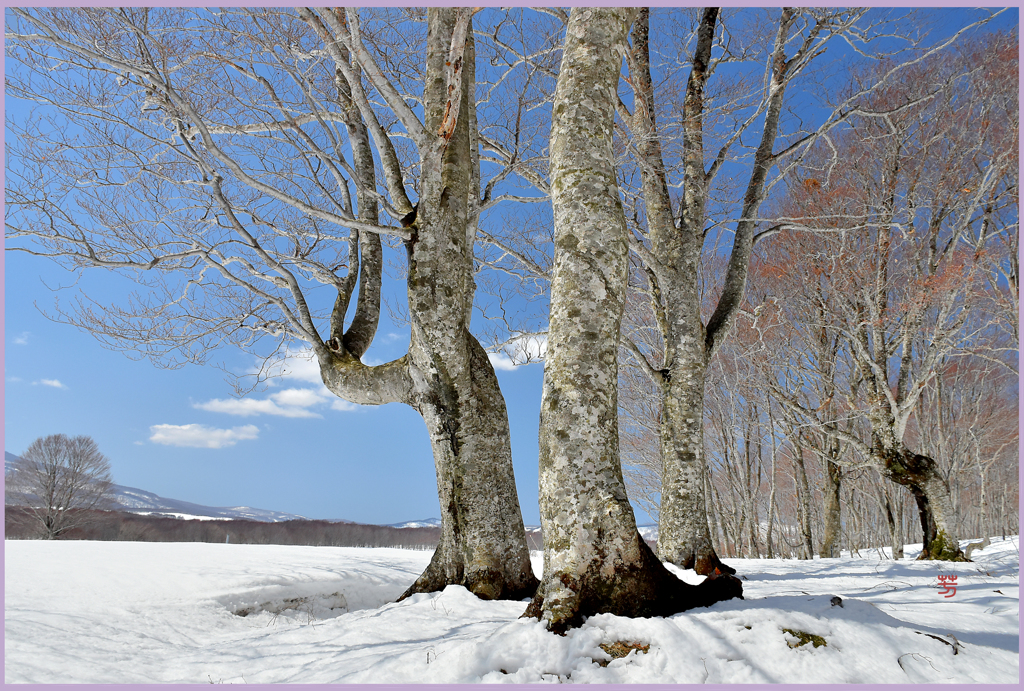 　雪のブナ樹 Ⅲ