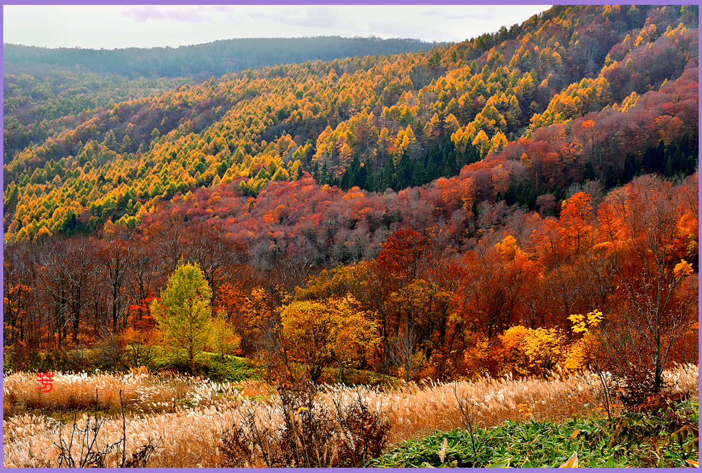 「燃ゆる最晩秋」