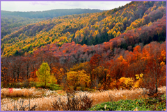 「燃ゆる最晩秋」