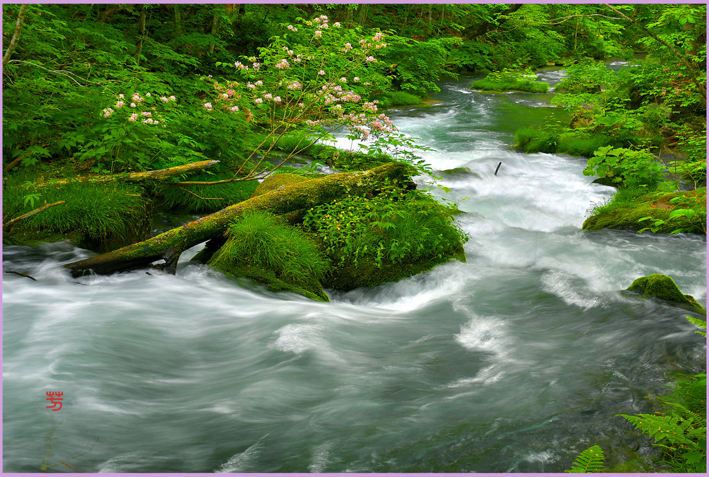 ウツギの花.中石ヶ戸の流れ