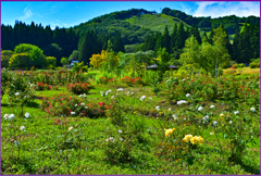 「東八甲田ローズカントリー」5