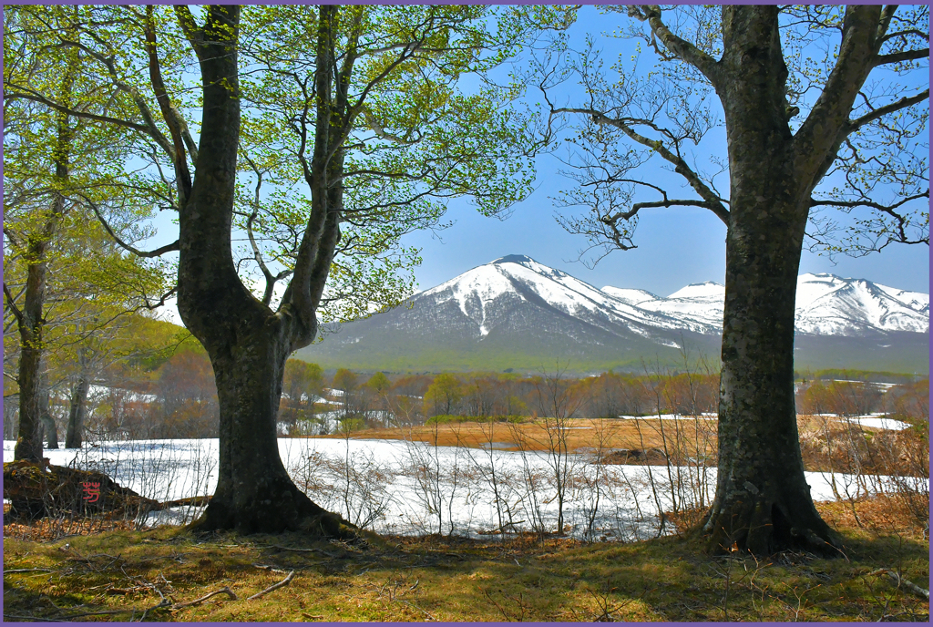 「残雪と若葉」