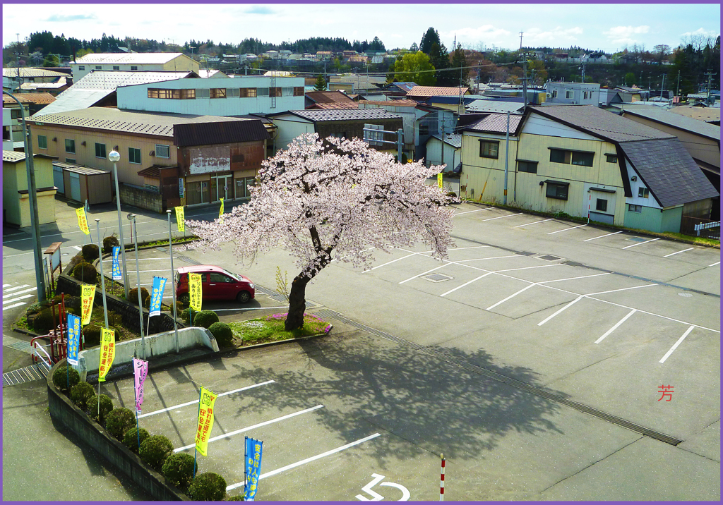 「春陽.櫻満開」