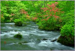 @        奥入瀬「ツツジ咲く.本三乱れの流れ」