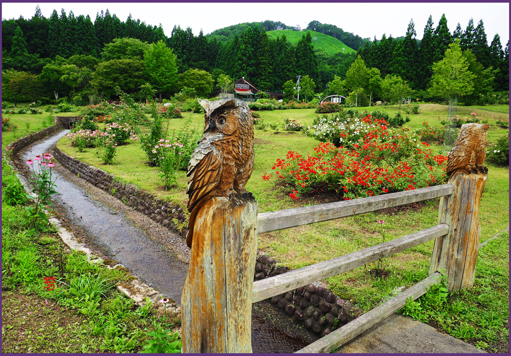 薔薇園のフクロウ