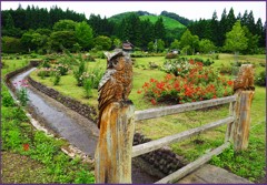 薔薇園のフクロウ