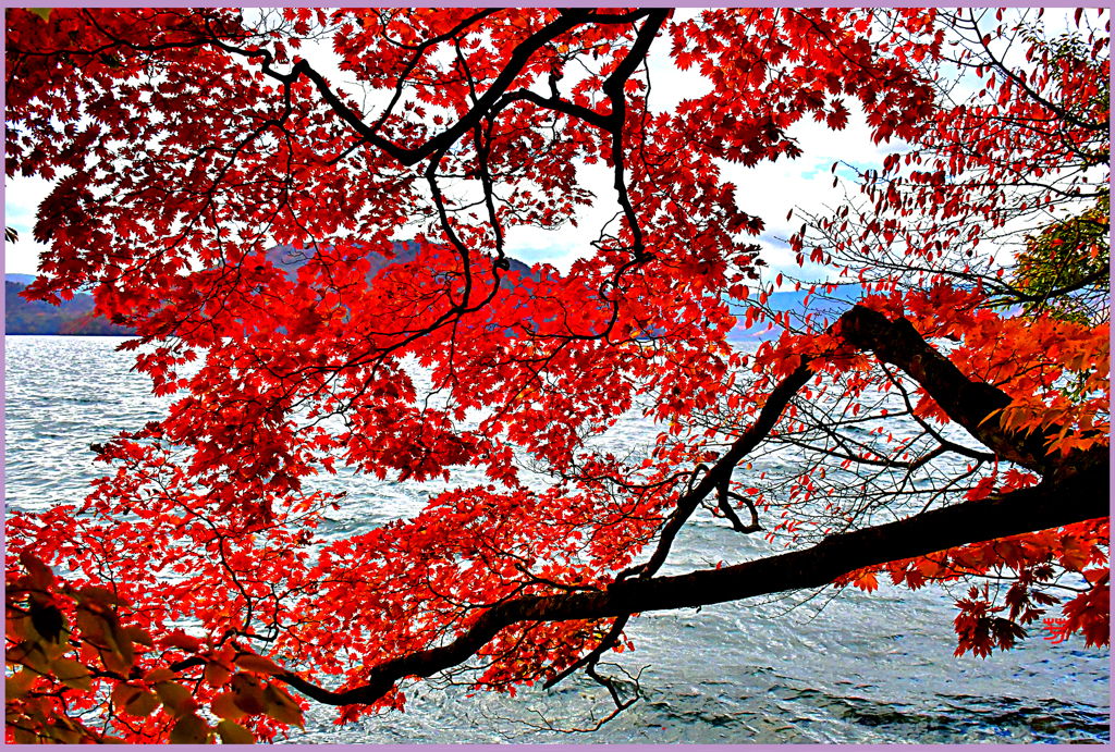 十和田湖畔紅葉　Ⅲ