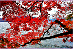 十和田湖畔紅葉　Ⅲ