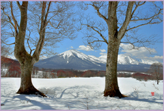 　雪のブナ樹　Ⅱ