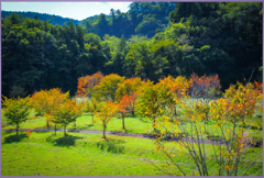 「山桜初秋」