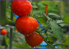 「ミニトマト.たわわ」