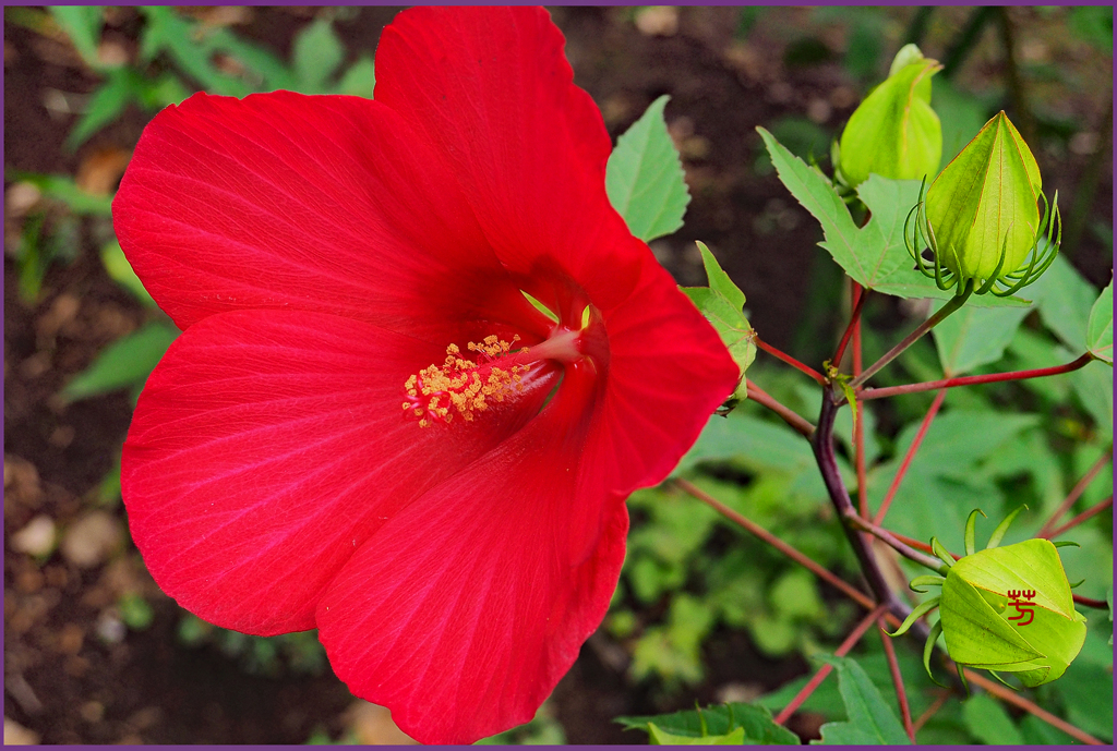 「真紅のハイビスカス」
