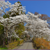 「桜満開.縁日」