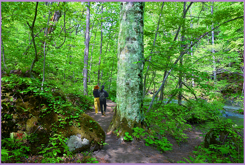 ＠            奥入瀬  「若葉のブナ小道」Ⅳ