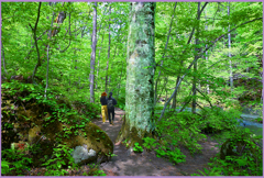 ＠            奥入瀬  「若葉のブナ小道」Ⅳ