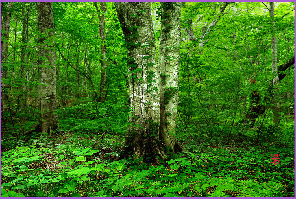 木漏れ日のブナ