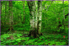 木漏れ日のブナ