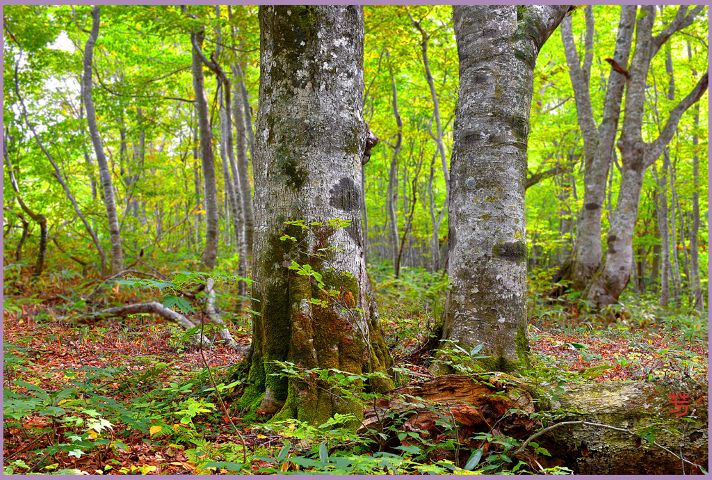 ブナ林初秋