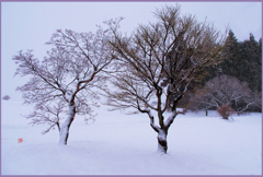 十和田平野「粉雪の朝」