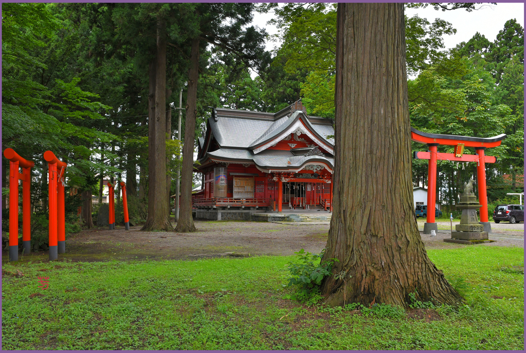 2022 みちのく探訪　十和田稲荷神社「境内大杉」3