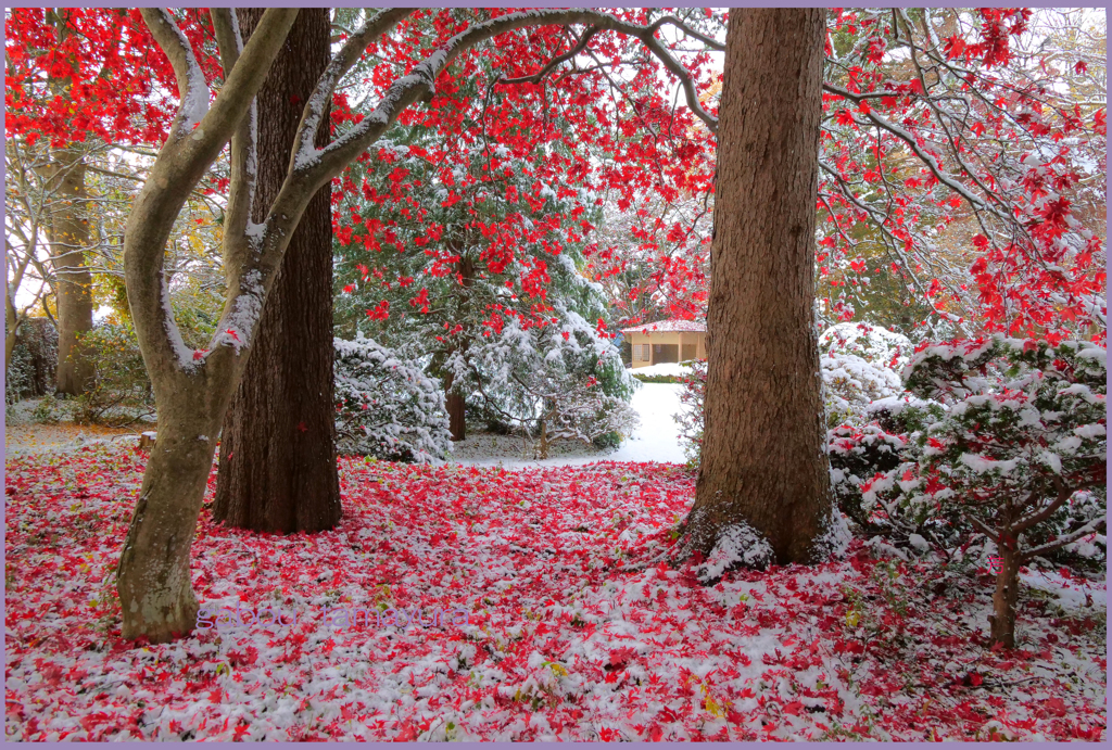 「雪に香る 縁日」