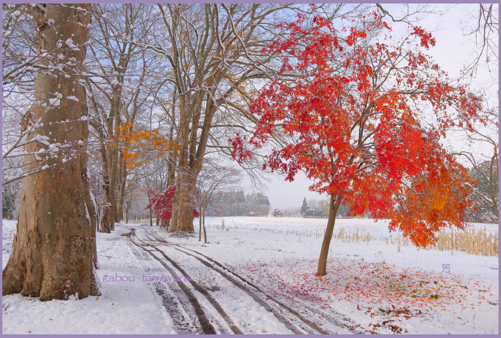 「まきばの路」