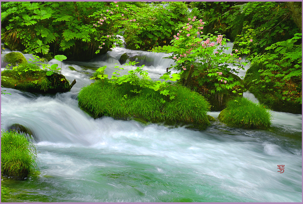 奥入瀬「ウツギの花.下石ヶ戸」